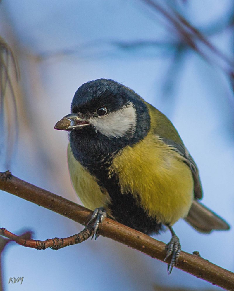 Большая синица Parus Major