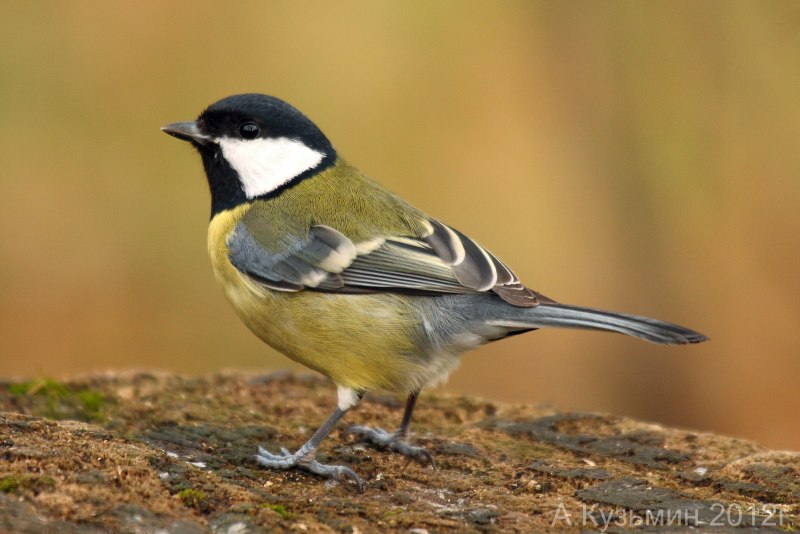 Parus Major Linnaeus, 1758