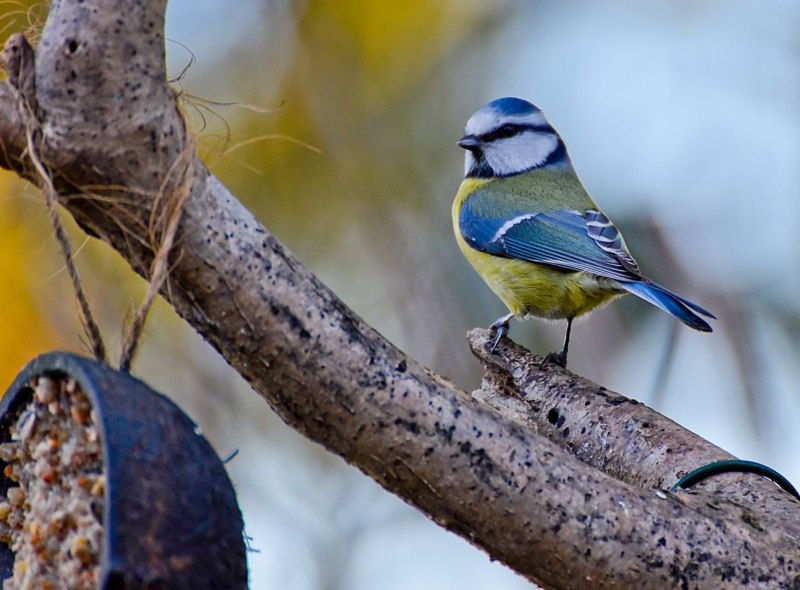 Синица серая (Parus cinereus)