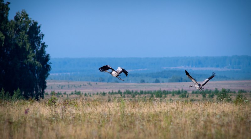 Фото журавлей в небе в хорошем качестве