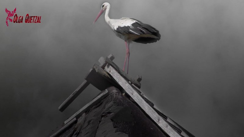 Одинокий Аист