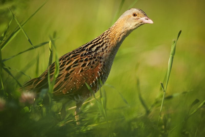 Коростель (Crex Crex)