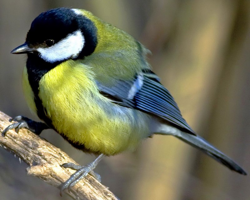Синица Parus Major