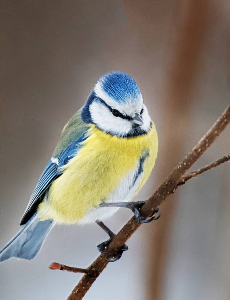 Синица Parus Major
