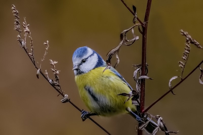 Лазоревка (cyanistes caeruleus)