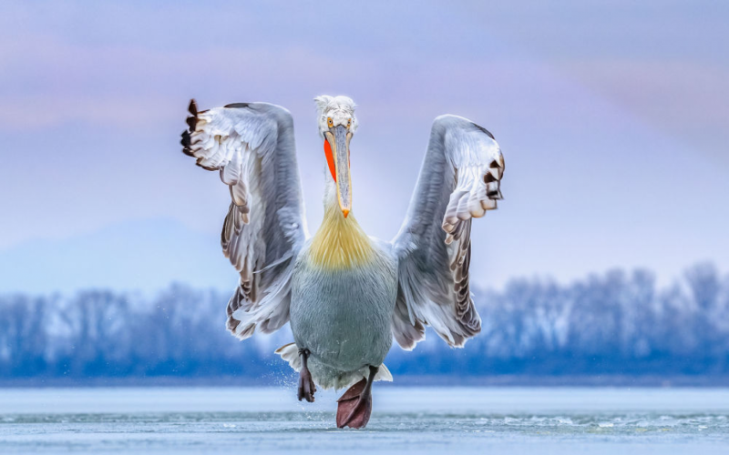 Фотоконкурс птицы