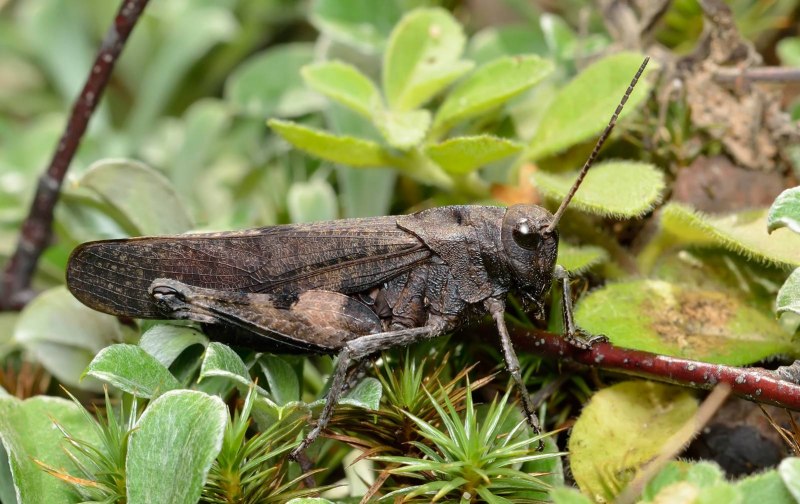Кобылка трескучая – Psophus stridulus