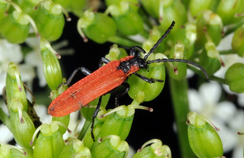 Lygistopterus sanguineus
