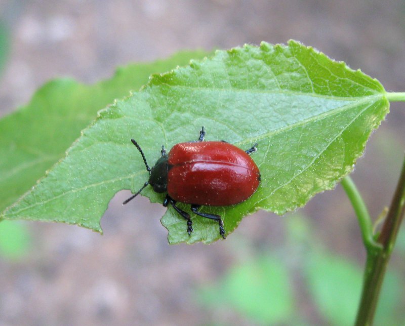 Листоед Тополевый (Chrysomela Populi)