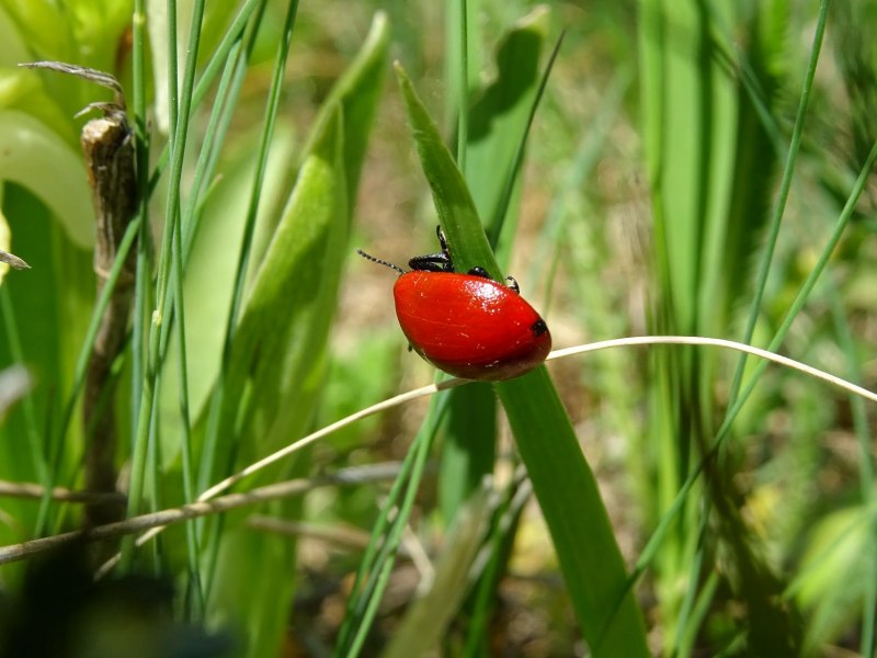 Melasoma Populi