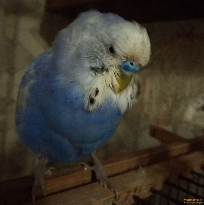 У попугая около клюва выпали перья