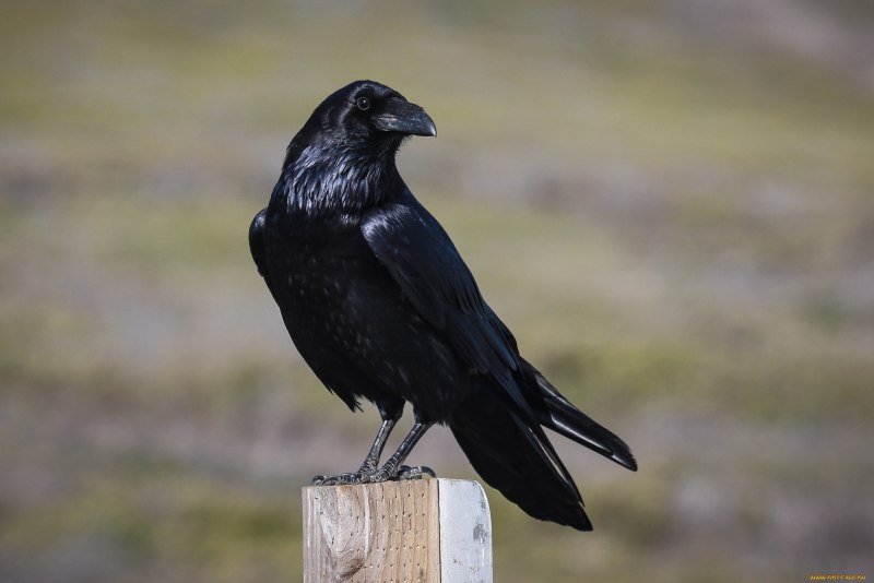 Галка (Coloeus monedula, Corvus monedula)