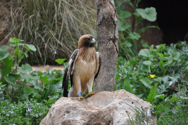 Карликовый орел (32 фото)