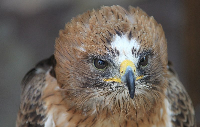 Орёл-карлик (Aquila pennata)