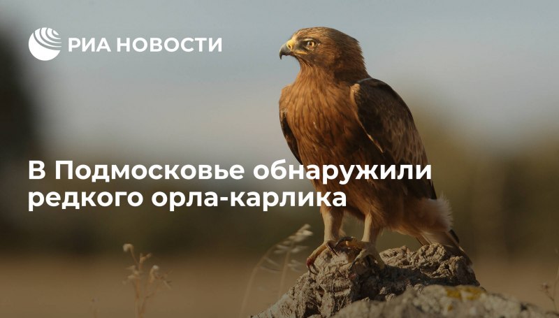 Австралийский орёл карлик