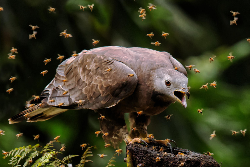 Aquila spilogaster Eagle