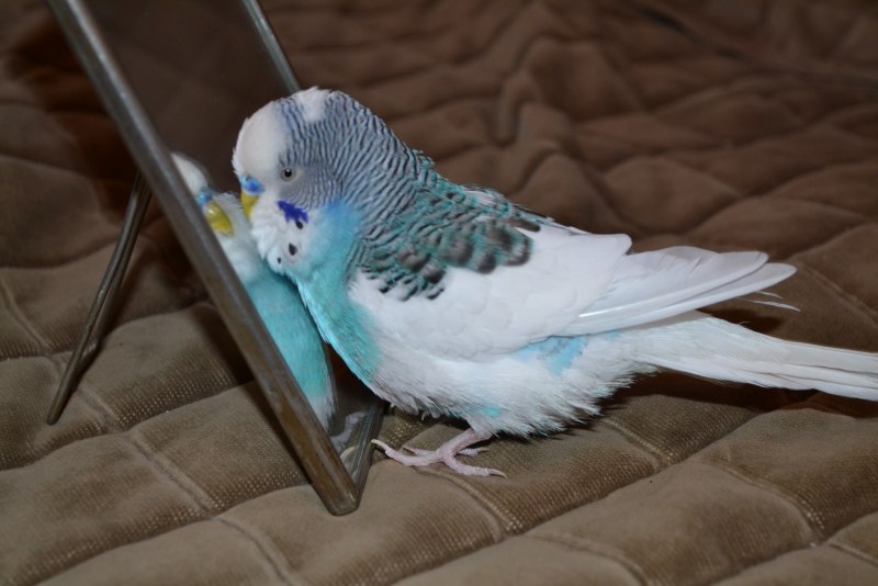 Попугайчик волнистый (Melopsittacus undulatus)