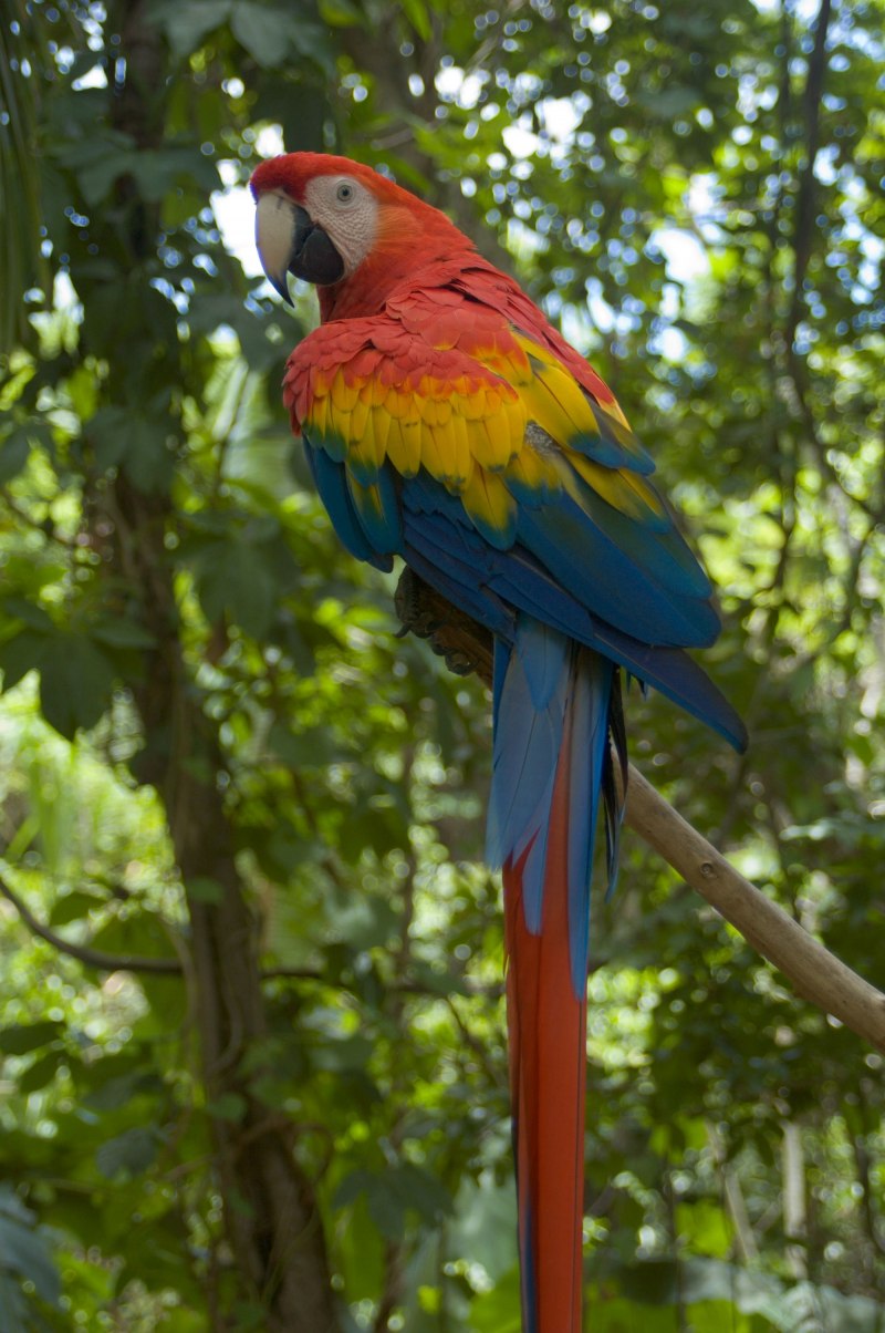 Scarlet Macaw Ara Macao