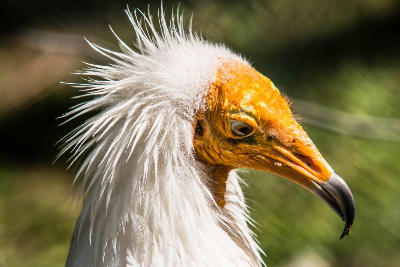 16. Стервятник - Neophron percnopterus (l.)