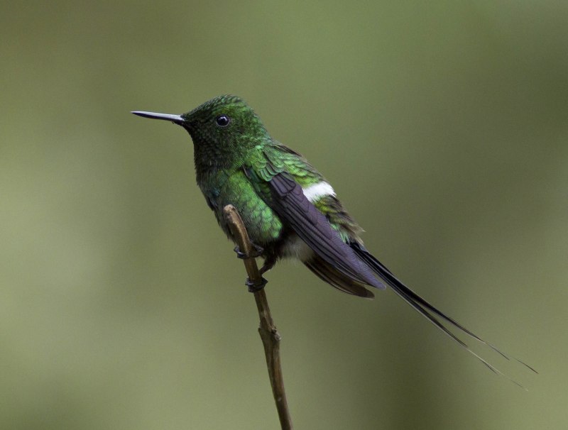 Chlorophonia Callophrys