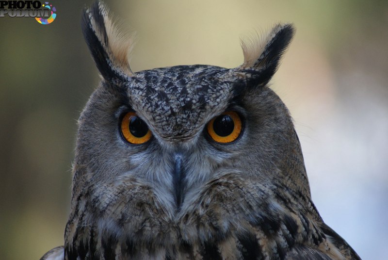Королевский Филин