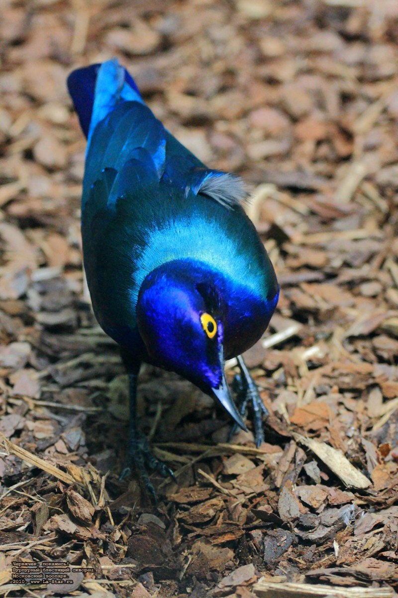 Garrulus glandarius