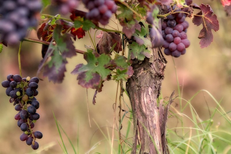 Виноград Maroo seedless