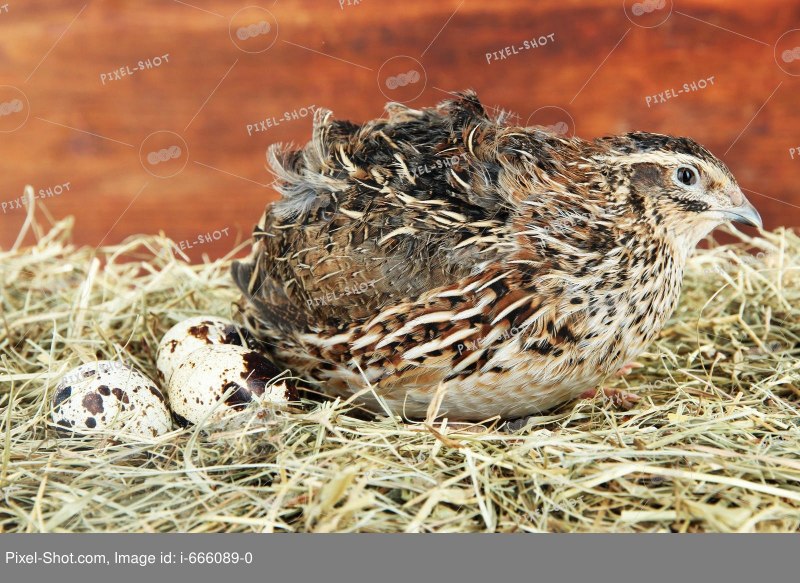 Coturnix ypsilophora