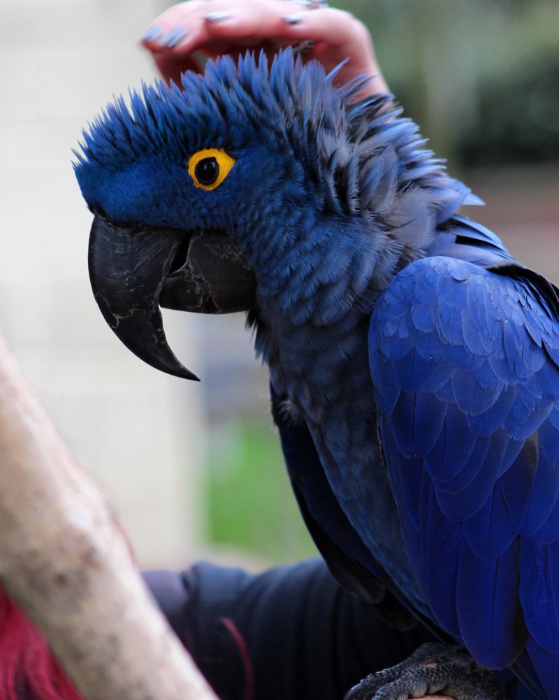 Anodorhynchus hyacinthinus
