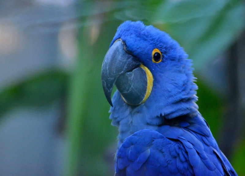 Синий какаду (44 фото)