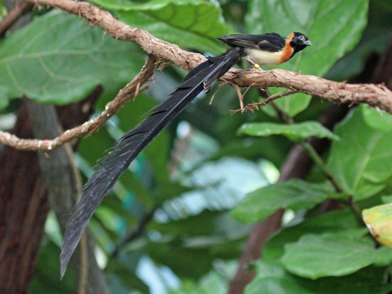 Vidua paradisaea