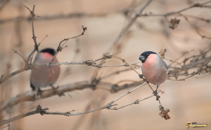 Bullfinch Bird male