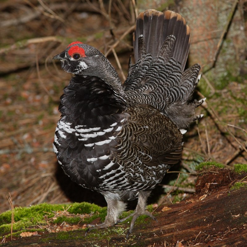 Chrysolophus pictus