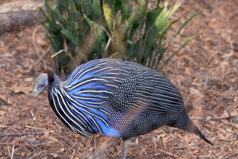 Gallus sonneratii