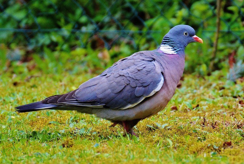 Голубь Columba palumbus