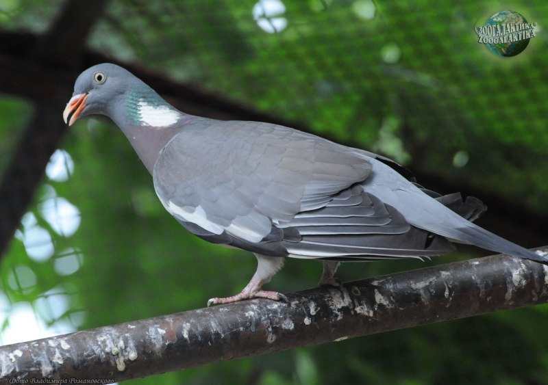 Вяхирь (Columba palumbus)