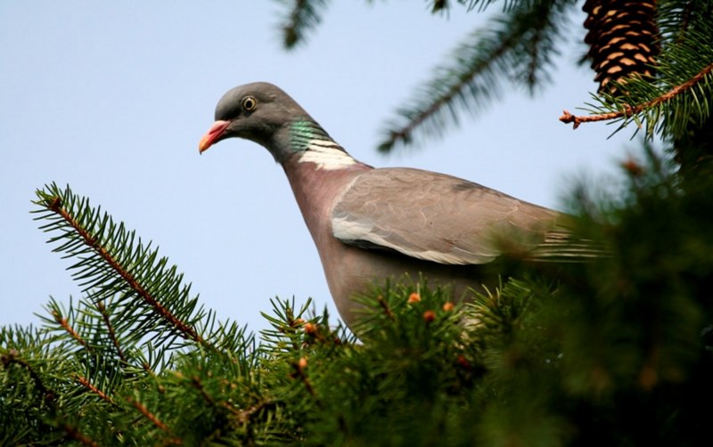 Голубь Columba palumbus