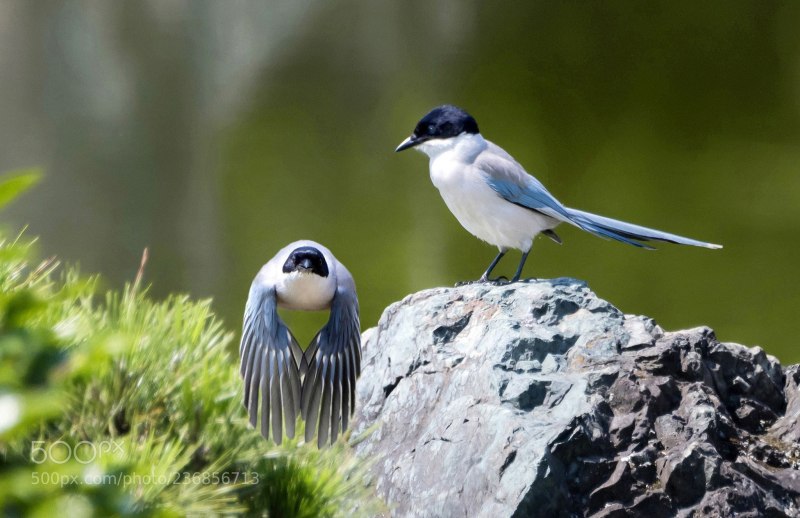 Cyanopica Cyana