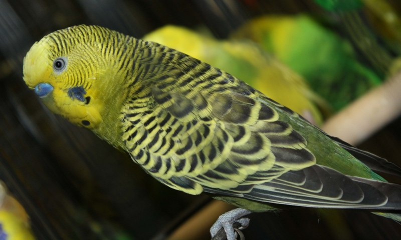 Harlequin Macaw попугай