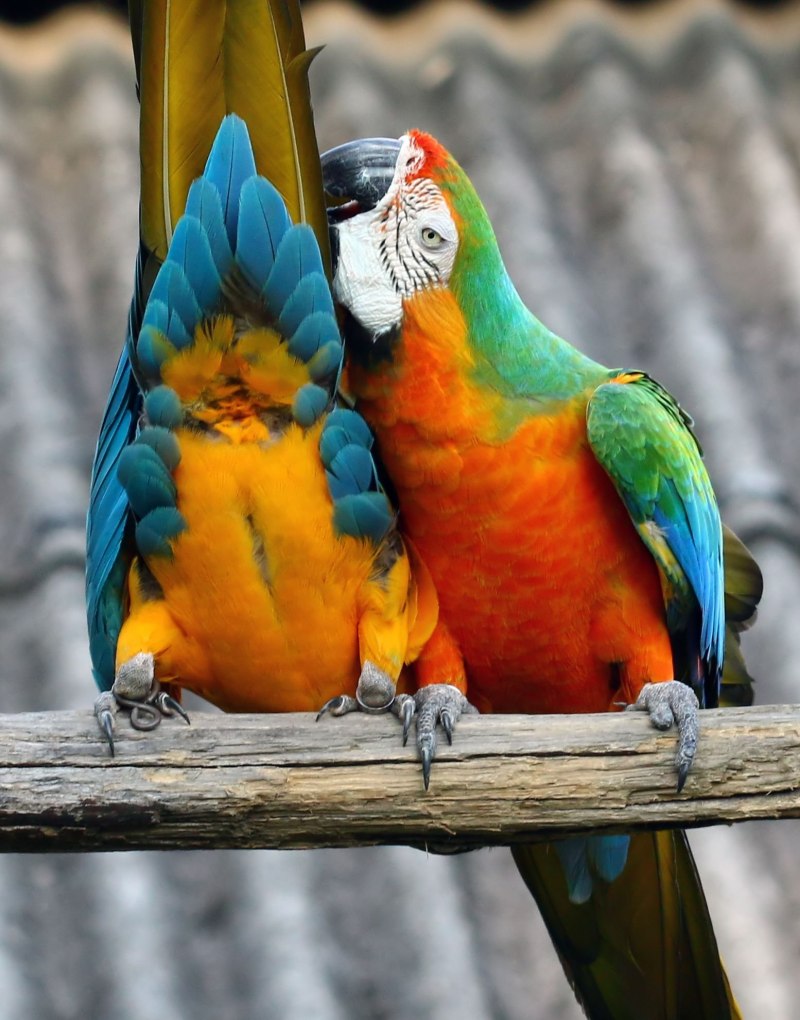 Harlequin Macaw попугай
