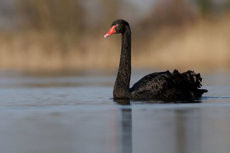 Cygnus atratus