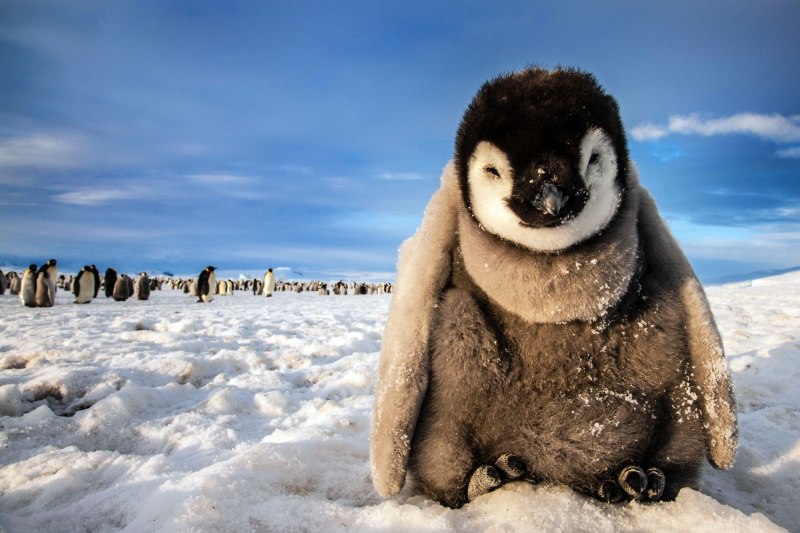 National Geographic пингвины