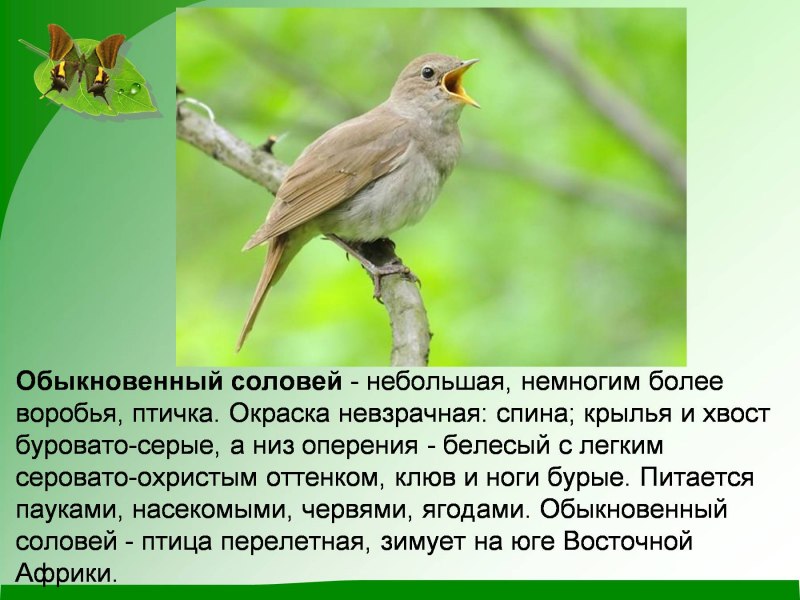 Презентация птицы Воронежской области