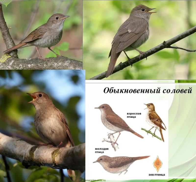 Певчие перелетные птицы