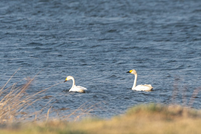 Cygnus bewickii