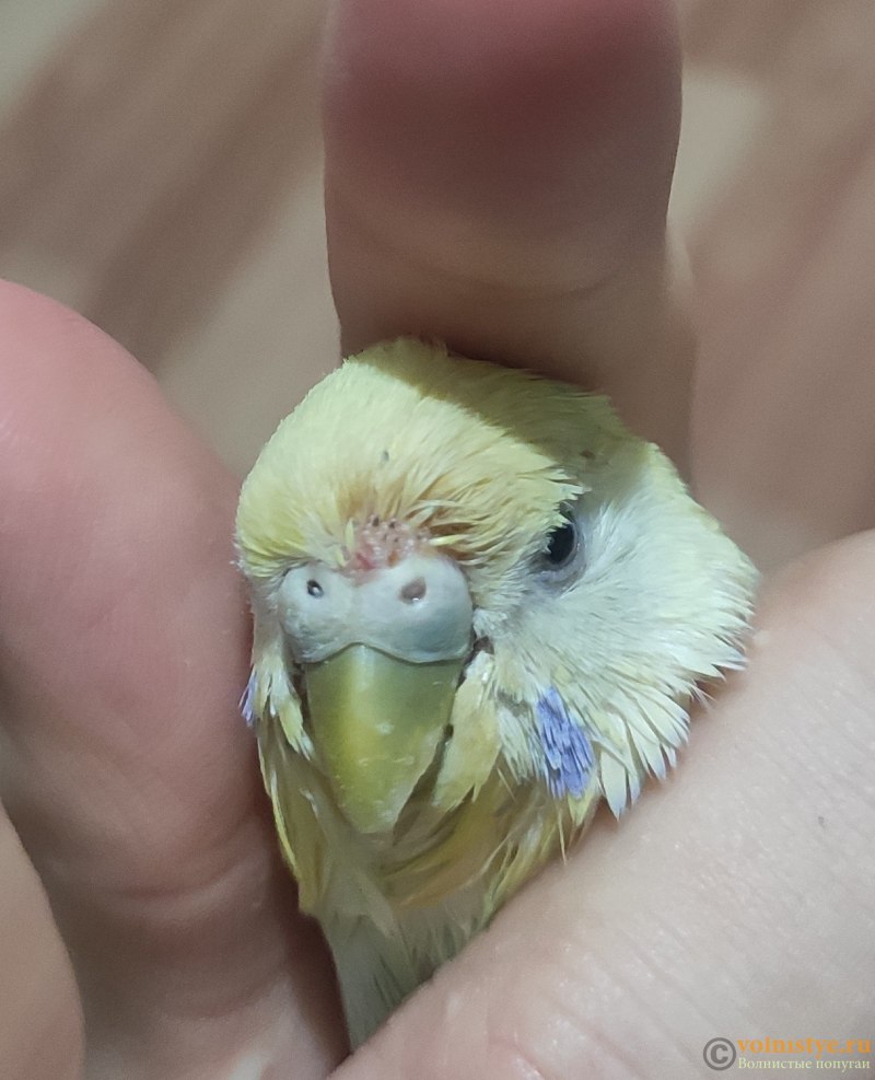 Французский попугай