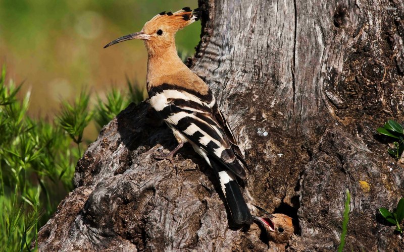 Удод (Hoopoe)