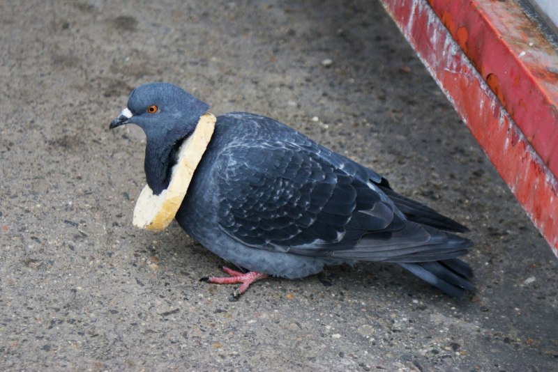 Columba Livia nigricans