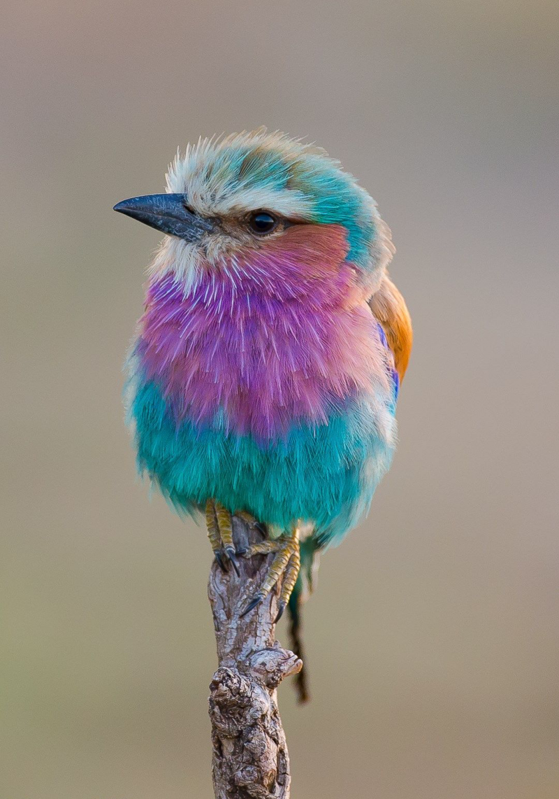 Coracias caudatus