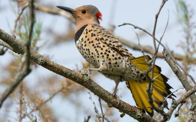 Colaptes auratus